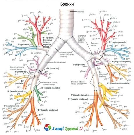Bronhid