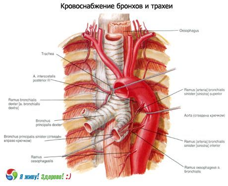 Bronhid