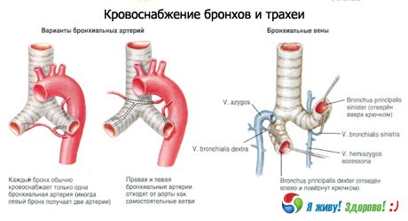 Bronhid