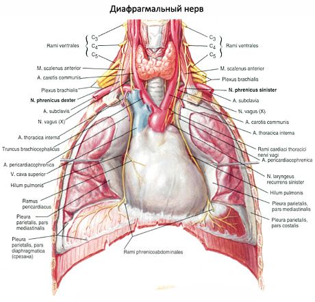 Diafragma